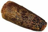 Fossil Sauropod Dinosaur (Titanosaur) Tooth - Morocco #293686-1